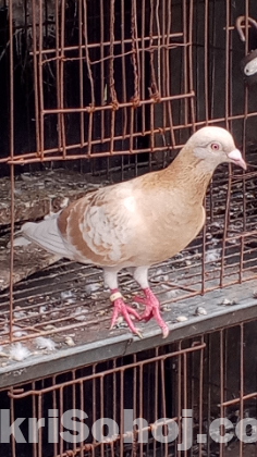 কবুতর